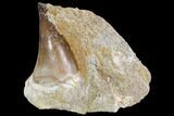 Mosasaur (Prognathodon) Tooth In Rock - Nice Tooth #105848-1